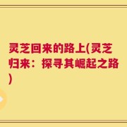 灵芝回来的路上(灵芝归来：探寻其崛起之路)