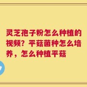 灵芝孢子粉怎么种植的视频？平菇菌种怎么培养，怎么种植平菇