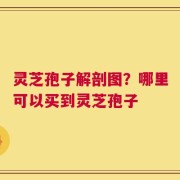 灵芝孢子解剖图？哪里可以买到灵芝孢子