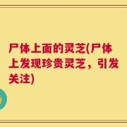 尸体上面的灵芝(尸体上发现珍贵灵芝，引发关注)