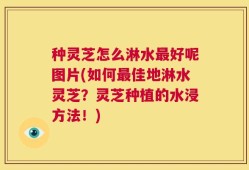 种灵芝怎么淋水最好呢图片(如何最佳地淋水灵芝？灵芝种植的水浸方法！)