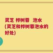 灵芝 桦树蓉  泡水(灵芝和桦树蓉泡水的好处)
