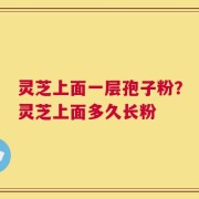 灵芝上面一层孢子粉？灵芝上面多久长粉
