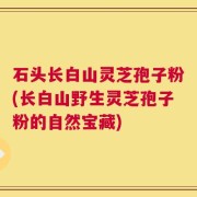 石头长白山灵芝孢子粉(长白山野生灵芝孢子粉的自然宝藏)