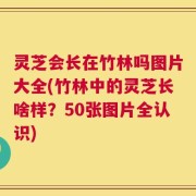 灵芝会长在竹林吗图片大全(竹林中的灵芝长啥样？50张图片全认识)