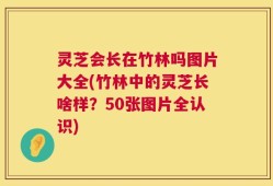 灵芝会长在竹林吗图片大全(竹林中的灵芝长啥样？50张图片全认识)