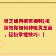 灵芝如何植菌视频(视频教你如何种植灵芝菌，轻松掌握技巧！)