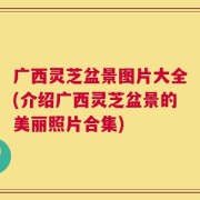 广西灵芝盆景图片大全(介绍广西灵芝盆景的美丽照片合集)