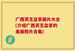 广西灵芝盆景图片大全(介绍广西灵芝盆景的美丽照片合集)