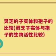 灵芝的子实体和孢子的比较(灵芝子实体与孢子的生物活性比较)