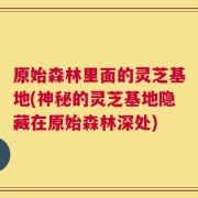 原始森林里面的灵芝基地(神秘的灵芝基地隐藏在原始森林深处)