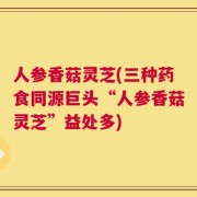 人参香菇灵芝(三种药食同源巨头“人参香菇灵芝”益处多)