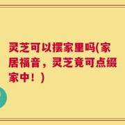 灵芝可以摆家里吗(家居福音，灵芝竟可点缀家中！)