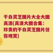干白灵芝图片大全大图高清(高清大图合集：珍贵的干白灵芝图片任你观赏)