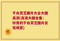 干白灵芝图片大全大图高清(高清大图合集：珍贵的干白灵芝图片任你观赏)
