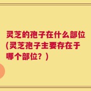灵芝的孢子在什么部位(灵芝孢子主要存在于哪个部位？)