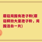 蘑菇周围有孢子粉(蘑菇释放大量孢子粉，周围洁白一片)
