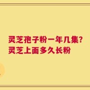 灵芝孢子粉一年几集？灵芝上面多久长粉