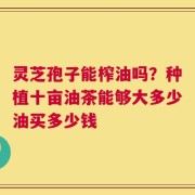 灵芝孢子能榨油吗？种植十亩油茶能够大多少油买多少钱