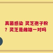 真菌感染 灵芝孢子粉？灵芝是雌雄一对吗