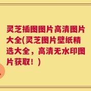 灵芝插图图片高清图片大全(灵芝图片壁纸精选大全，高清无水印图片获取！)