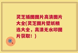 灵芝插图图片高清图片大全(灵芝图片壁纸精选大全，高清无水印图片获取！)