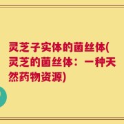 灵芝子实体的菌丝体(灵芝的菌丝体：一种天然药物资源)