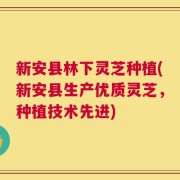 新安县林下灵芝种植(新安县生产优质灵芝，种植技术先进)