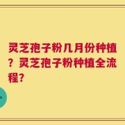 灵芝孢子粉几月份种植？灵芝孢子粉种植全流程？