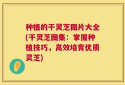 种植的干灵芝图片大全(干灵芝图集：掌握种植技巧，高效培育优质灵芝)