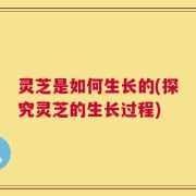 灵芝是如何生长的(探究灵芝的生长过程)