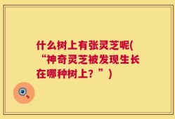 什么树上有张灵芝呢(“神奇灵芝被发现生长在哪种树上？”)