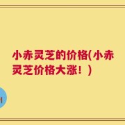 小赤灵芝的价格(小赤灵芝价格大涨！)