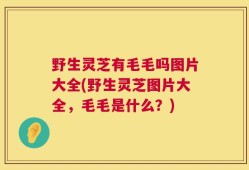 野生灵芝有毛毛吗图片大全(野生灵芝图片大全，毛毛是什么？)