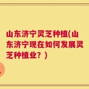 山东济宁灵芝种植(山东济宁现在如何发展灵芝种植业？)