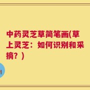 中药灵芝草简笔画(草上灵芝：如何识别和采摘？)