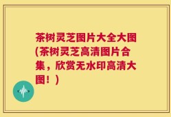 茶树灵芝图片大全大图(茶树灵芝高清图片合集，欣赏无水印高清大图！)