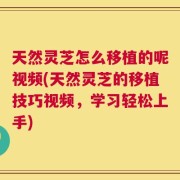 天然灵芝怎么移植的呢视频(天然灵芝的移植技巧视频，学习轻松上手)