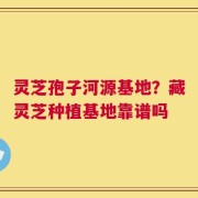 灵芝孢子河源基地？藏灵芝种植基地靠谱吗