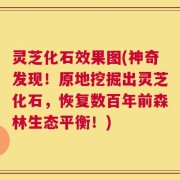 灵芝化石效果图(神奇发现！原地挖掘出灵芝化石，恢复数百年前森林生态平衡！)