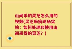 山间采的灵芝怎么用的视频(灵芝采摘现场实拍：如何处理和使用山间采得的灵芝？)