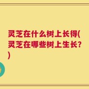灵芝在什么树上长得(灵芝在哪些树上生长？)