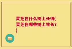 灵芝在什么树上长得(灵芝在哪些树上生长？)
