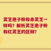 灵芝孢子粉和赤灵芝一样吗？解析灵芝孢子粉和红灵芝的区别？