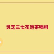 灵芝三七花泡茶喝吗