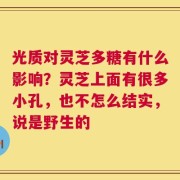 光质对灵芝多糖有什么影响？灵芝上面有很多小孔，也不怎么结实，说是野生的