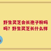 野生灵芝会长孢子粉吗吗？野生灵芝长什么样
