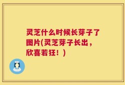 灵芝什么时候长芽子了图片(灵芝芽子长出，欣喜若狂！)
