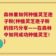 森林里如何种植灵芝孢子粉(种植灵芝孢子粉的技巧分享——在森林中如何成功种植灵芝！)
