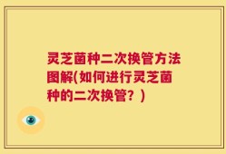 灵芝菌种二次换管方法图解(如何进行灵芝菌种的二次换管？)